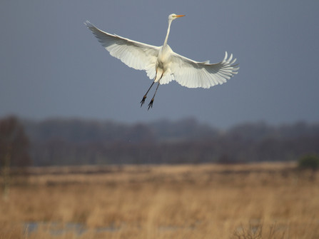 MoorIZ - Silberreiher