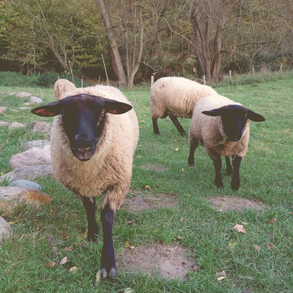 Schafe am Steinlabyrinth 
