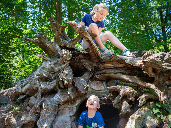 1670_Koenigstuhl Naturlehrpfad (c) Tobias Schwerdt.jpg