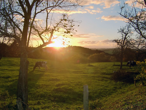 Ausblick von Hohkeppel über eine Kuhweide  <p>Grüne Wiese mit Kühen bei Sonnenuntergang, Bäume werfen lange Schatten, Himmel teils bewölkt.</p>