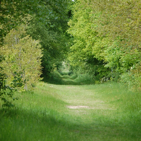 Heilpflanzenlehrpfad