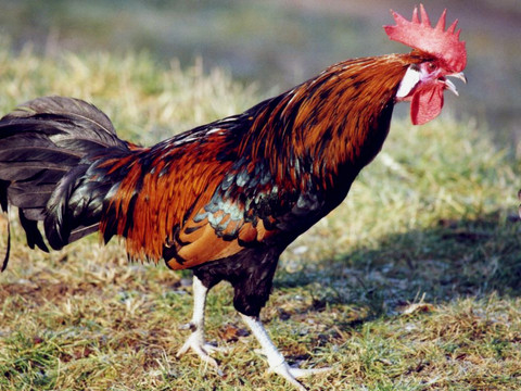 Bergischer Kräher (Bild: Beate Milerski (GEH))