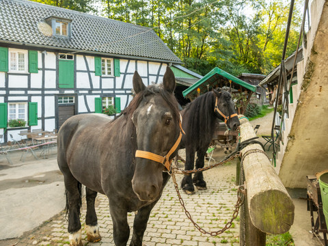 Pferde an der Gammersbacher Mühle