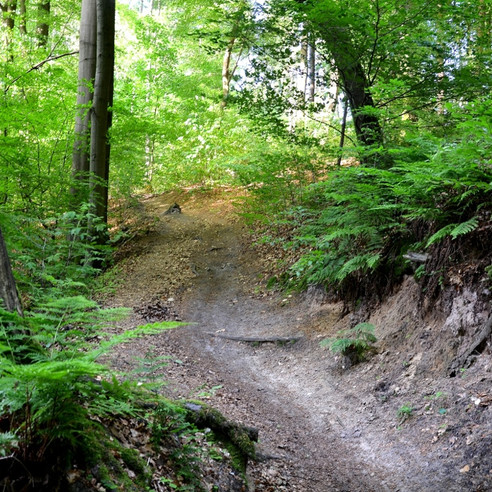 Weg durch den Teutoburger Wald