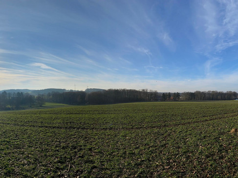 Weites grünes Feld unter blauem Himmel mit leichter Bewölkung und tief stehender Sonne.