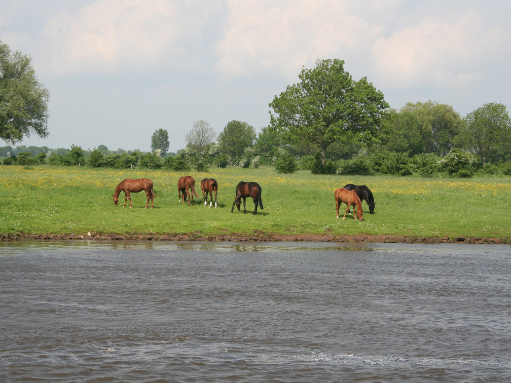 Pferdeparadies Mittelweser
