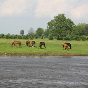 Pferdeparadies Mittelweser