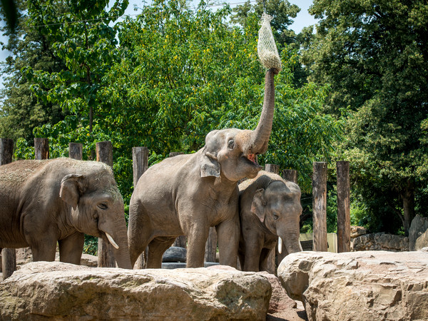 1870_Zoo Elefant (c) Tobias Schwerdt.jpg