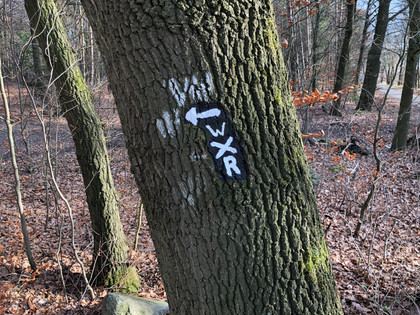Roswithaweg Ein Baum im Wald mit weißer Wegmarkierung "WXR" und einem Richtungspfeil nach links.