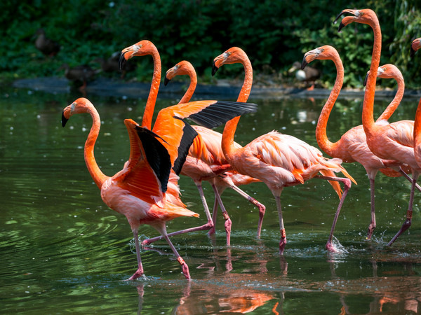 1876_Zoo Flamingos (c) Tobias Schwerdt.jpg