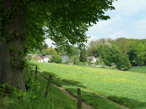 Streifzug Mühlenweg <p>Grünes Feld mit blühendem Löwenzahn, flankiert von einem Baum, Dorfhäusern im Hintergrund unter blauem Himmel.</p>