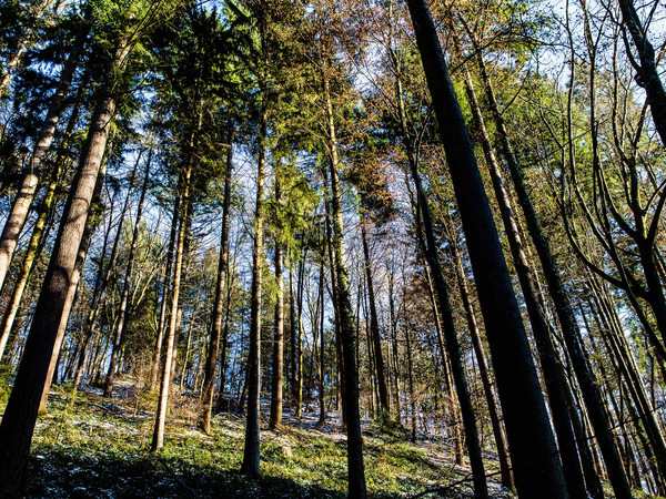 122_Wald Winter © Heidelberg Marketing GmbH_Foto_Koch.JPG