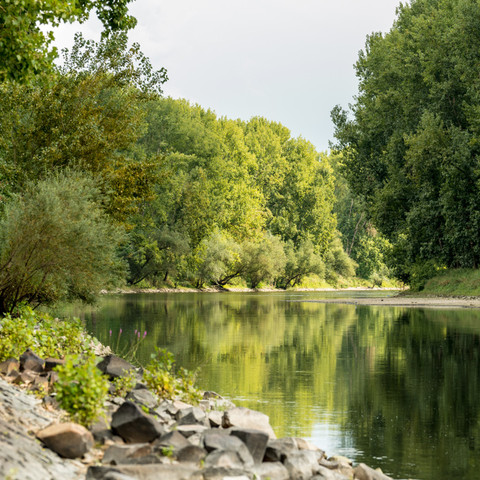 Ein stilles Plätzchen am Rhein