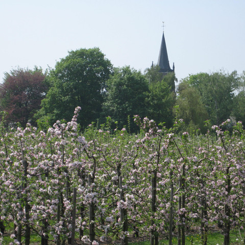 Blühende Obststräucher entlang der Strecke