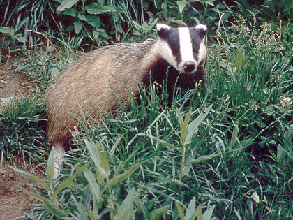 Otter Zentrum Otter Zentrum