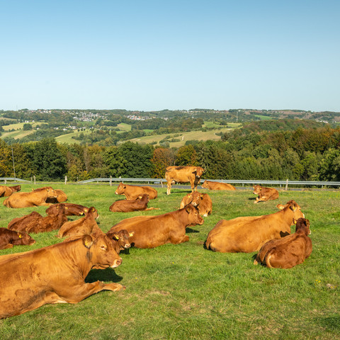 Kühe auf der Weide Kühe ruhen auf grüner Wiese mit Panoramablick auf sanfte Hügel unter klarem Himmel.