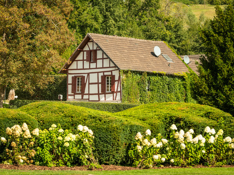 Schloss Auel <p>Fachwerkhaus von Efeu bewachsen, umgeben von üppigen Büschen mit weißen Blüten, im Grünen gelegen.</p>