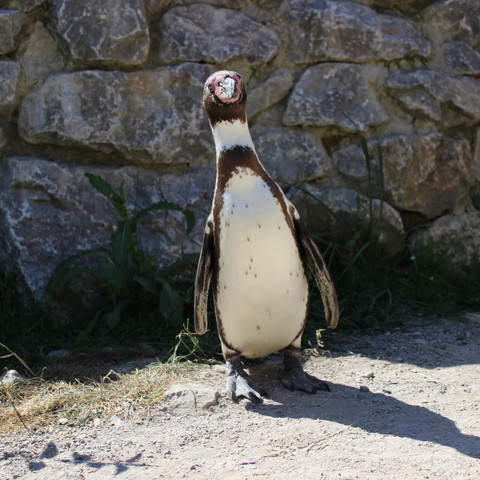 Tierpark Sababurg, Pinguin