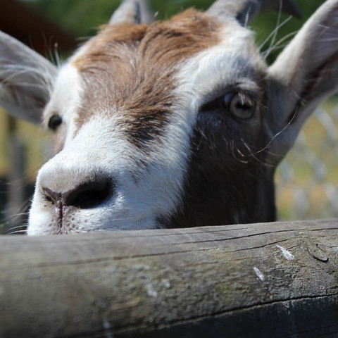 Tierpark Sababurg, Ziege schaut über Holzzaun
