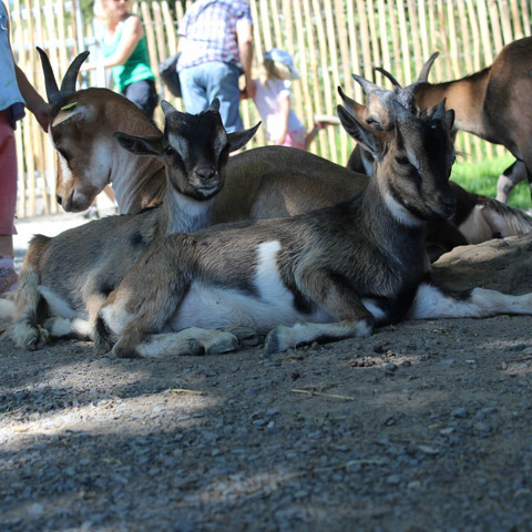 Tierpark Sababurg, Ziegen im Kontaktgehege