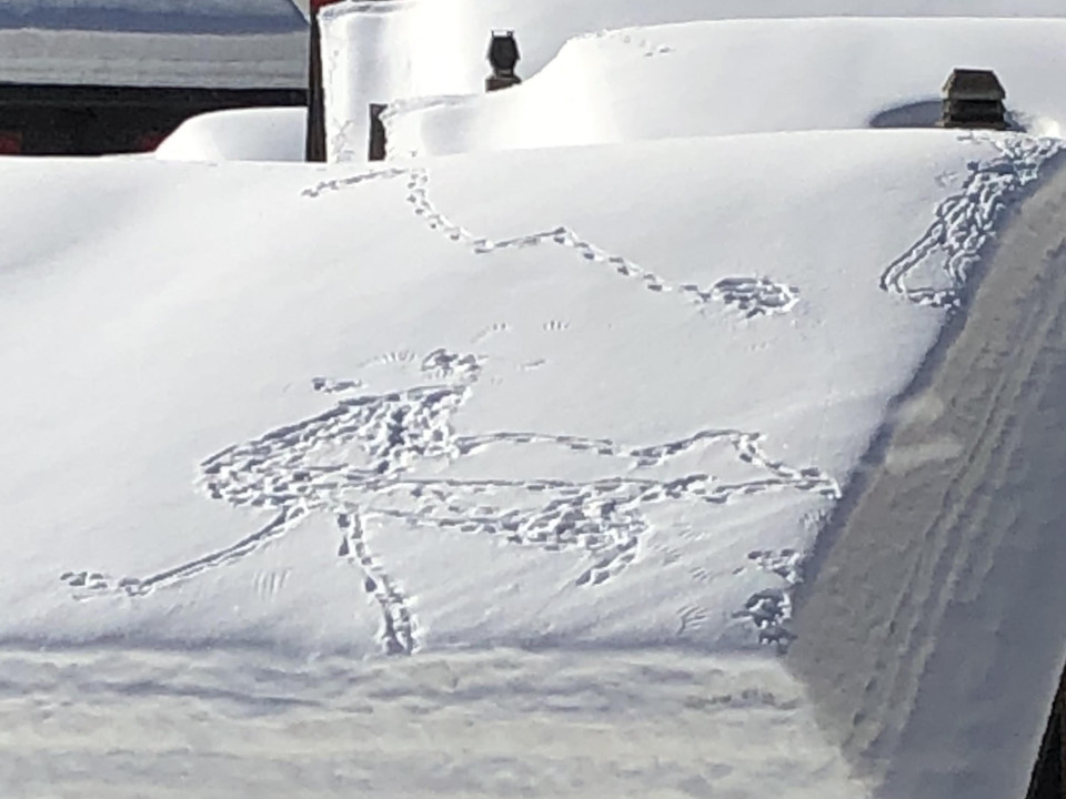 Bergdohlen-Künstler