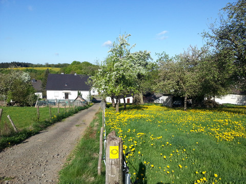 Bergischer Panoramasteig Etappe 9 Zwei weiße Bauernhäuser neben einer Wiese voller Löwenzahn unter blauem Himmel.