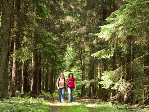 Wanderung zwischen Odenspiel und Nespen Zwei Frauen wandern auf einem sonnigen Waldweg, umgeben von hohen, grünen Tannen.