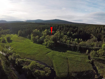 Mandelholz - Grüne Tanne