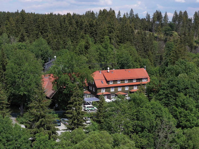 Mandelholz - Grüne Tanne