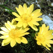 Adonisröschen_Kleiner Fallstein.jpeg