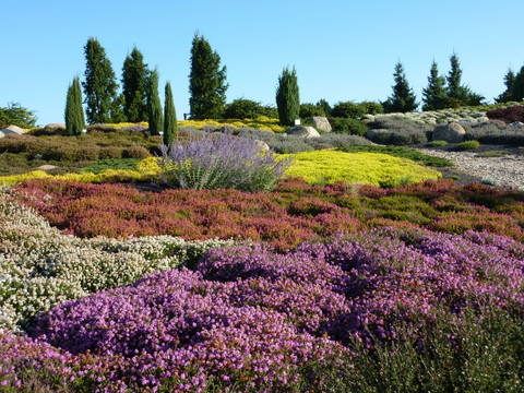 Heideblüte im Findlingspark Nochten