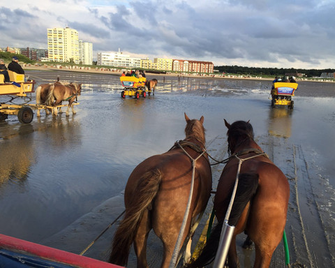 Wattwagenfahrten Kai Stelling