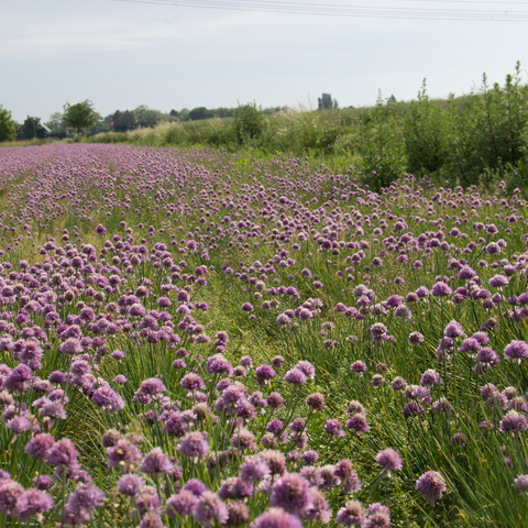 blühendes Kräuterfeld in Bornheim 2018 Sommer Bornheim