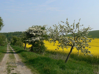 Frühling am Elm