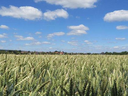 Sommer im Innerstetal