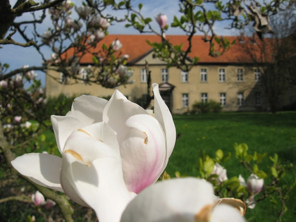Magnolie vor dem Haupthaus Klostergut Heiningen