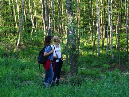 Naturwald Düsterbeek