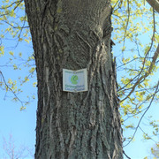 Grünes Band Deutschland im Altfeld bei Abbenrode