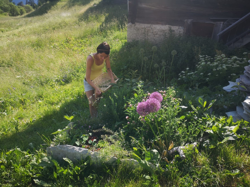 Ein spannender Kräuterspaziergang Ein spannender Kräuterspaziergang