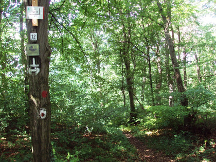 Salzgitter-Bad, Abzweigung Wanderweg 12 vom Kammweg