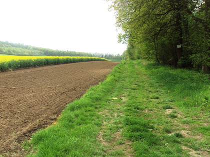 Salzgitter-Bad, Wanderweg 12 Fortlauf auf Grasweg