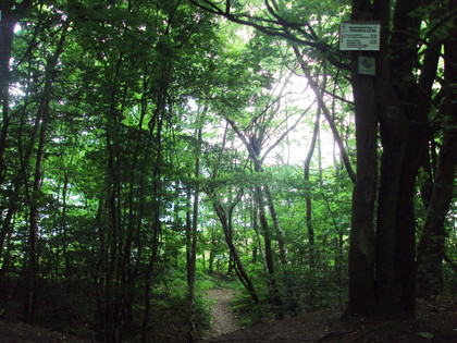 Salzgitter Höhenzug, Wanderweg 17 möglicher Abstecher zum Reihersee