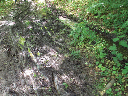 Salzgitter, morastiger Aufstieg zum Kammweg Wanderweg Nr. 15