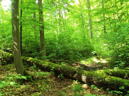 Salzgitter-Bad, Baum im Weg auf Wanderweg Nr. 15