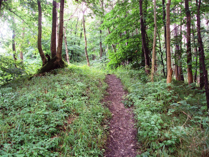 Salzgitter Höhenzug, Wanderweg 21 Trampelpfad