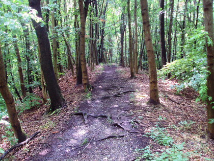 Salzgitter Höhenzug, Wanderweg 21 Kammweg mit Wurzeln