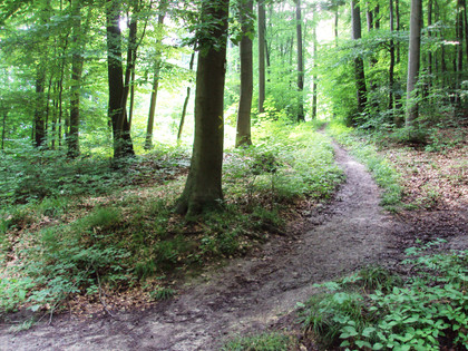 Salzgitter Gebhardshagen, Wanderweg 22 Weg trifft am Ende auf Forstweg (von unten her gesehen)
