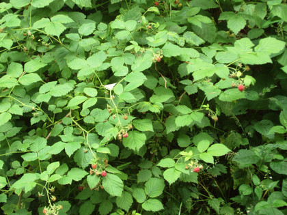Salzgitter Höhenzug, Waldhimbeeren an Wanderweg 22