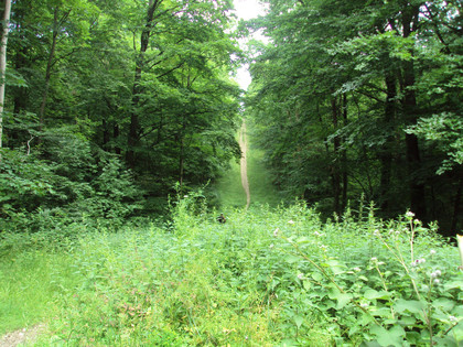 Salzgitter Höhenzug, Wanderweg 22 Möglichkeit steiler Aufstieg Gasleitungsschneise
