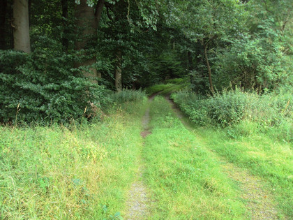 Salzgitter Höhenzug, Wanderweg 30 Waldeingang bei Westerlinde
